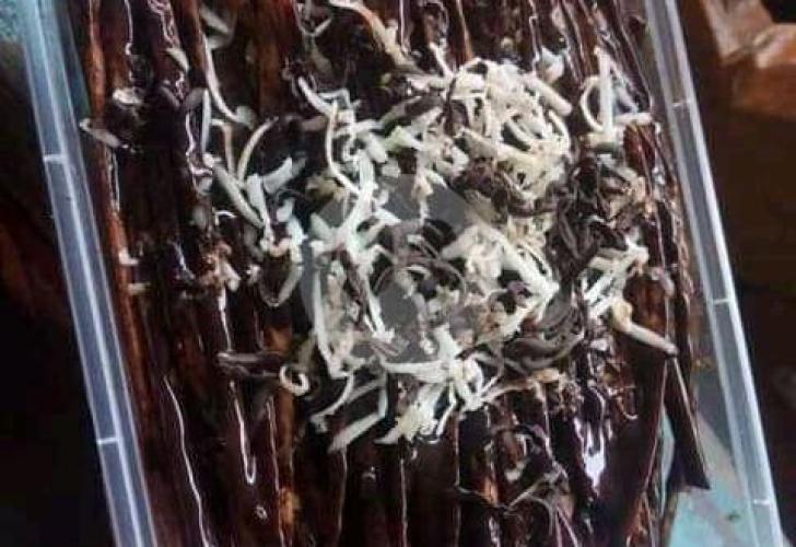 Mie Lidi Ravika: Rasa yang Menggigit di Jantung Cilacap